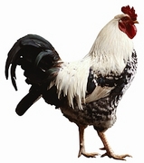Domestic Hen Magnet