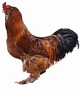 Domestic Hen Magnet
