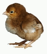 Domestic Hen Magnet