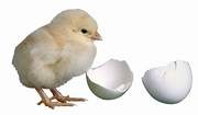 Domestic Hen Magnet