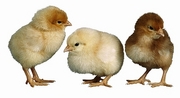 Domestic Hen Magnet