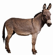 Donkey Mousepad