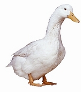 Duck Magnet