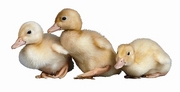 Duck T-Shirt