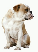 English Bulldog Magnet
