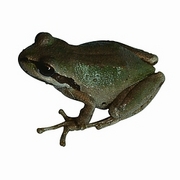 Frog T-Shirt