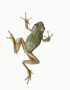 Frog T-Shirt