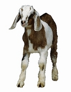 Goat Magnet