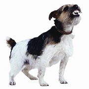 Growling Terrier T-Shirt