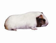 Guinea Pig Magnet