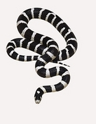 King Snake Magnet