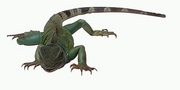 Lizard T-Shirt