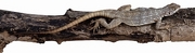 Lizard T-Shirt