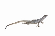 Lizard T-Shirt