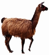 Llama Magnet