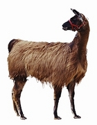 Llama Magnet