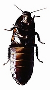 Madagascar Hissing Cockroach T-Shirt