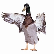 Mallard T-Shirt