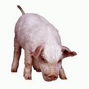 Pig Magnet