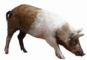 Pig Magnet