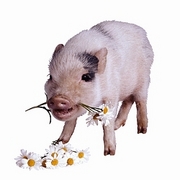 Pig T-Shirt