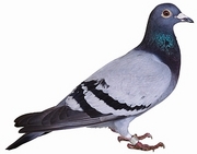 Pigeon Magnet