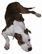 Pit Bull Magnet