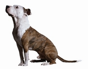 Pit Bull T-Shirt