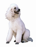 Poodle  Magnet