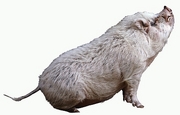 Pot Bellied Pig Magnet