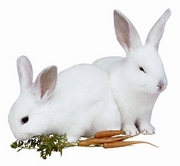 Rabbit Magnet