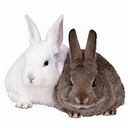 Rabbit Magnet