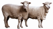 Sheep Magnet