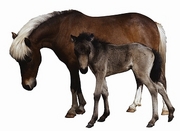 Shetland Pony Mousepad