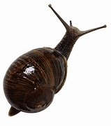 Snail Magnet