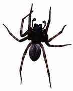 Spider Magnet