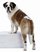 St. Bernard T-Shirt