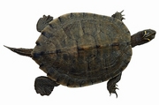Turtle T-Shirt