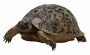 Turtle T-Shirt