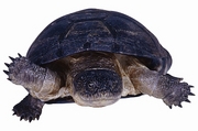 Turtle T-Shirt