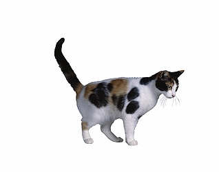 Calico Cat