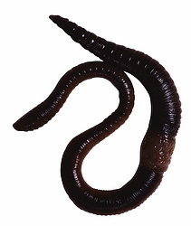 Earthworm