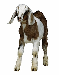 Goat