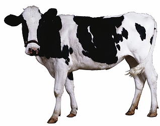 Holstein Cow