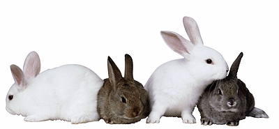 Rabbit