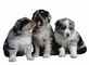 Dog picture