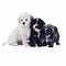 Dog picture