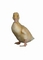Duck picture