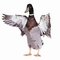 Mallard picture