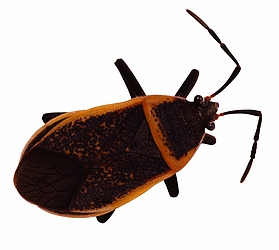 hemiptera